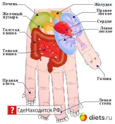 Где Находятся Бронхи У Человека Фото